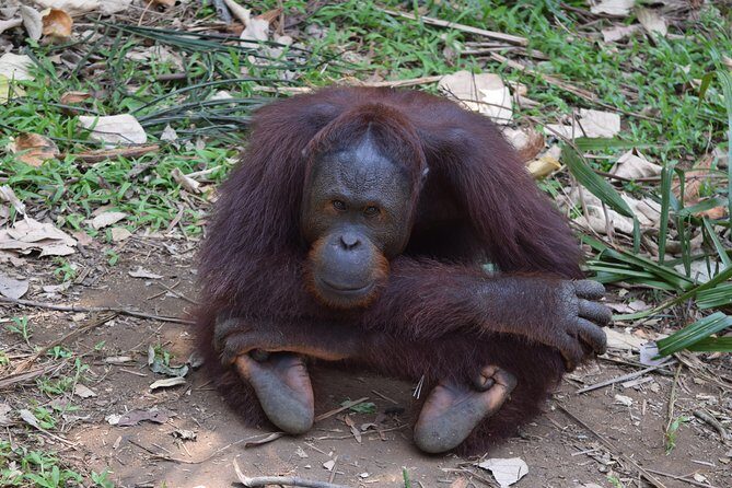 Orang Utan Sanctuary "Man Of The Forest" + Ipoh (Guided Tour) - What the Reviews Say