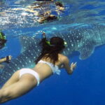 Oslob Whaleshark Watching & Tour in Cebu - Oslob: Swimming with Gentle Giants