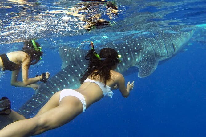 Oslob Whaleshark Watching & Tour in Cebu - Oslob: Swimming with Gentle Giants