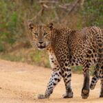 Overnight camping for Leopard watching at the edge of Yala National Park - An Authentic Safari in Yala: What to Expect