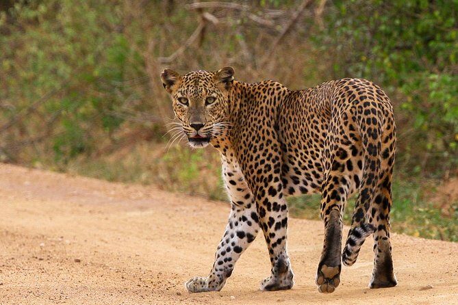 Overnight camping for Leopard watching at the edge of Yala National Park - An Authentic Safari in Yala: What to Expect