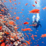 PADI Advanced Open Water Course (5 Dives-2 Days) - How Does the Schedule Work?