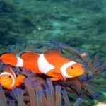 PADI Advanced Open Water Diver Course - Final thoughts