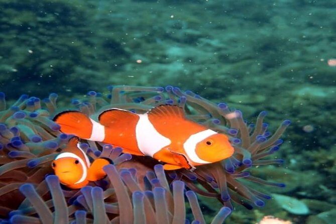 PADI Advanced Open Water Diver Course - Final thoughts