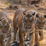 Panna National Park Tiger Safari with Transfer from Khajuraho - Who Should Consider This Tour?