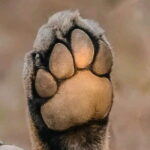 Pench National Park Safari with Transfers from Nagpur - Final Thoughts