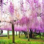 Photogenic Kawachi Wisteria Garden Day Private Tour from Fukuoka - Why This Tour Is Worth It