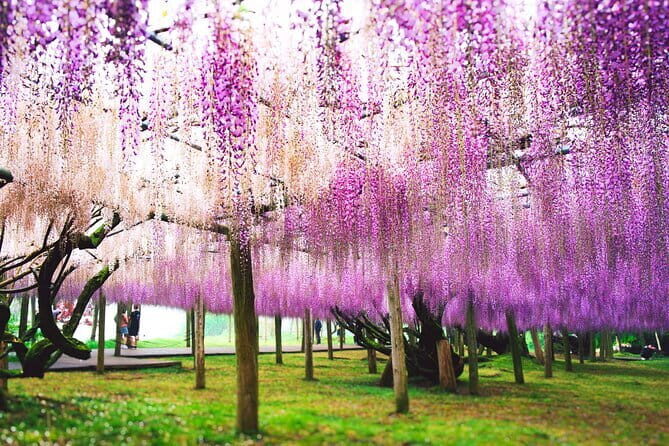 Photogenic Kawachi Wisteria Garden Day Private Tour from Fukuoka - Why This Tour Is Worth It
