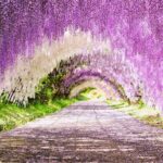 Photogenic Kawachi Wisterias Garden Day Bus Tour from Fukuoka - A Deep Dive into the Tour Experience