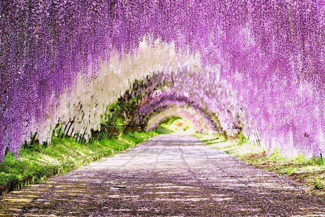 Photogenic Kawachi Wisterias Garden Day Bus Tour from Fukuoka - A Deep Dive into the Tour Experience