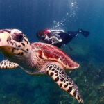 Phuket Scuba Diving Adventure for All Levels with Transfer - Who Is This Tour Best For?