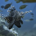 Phuket Scuba Diving Tour with Transportation - Who Will Love This Tour?