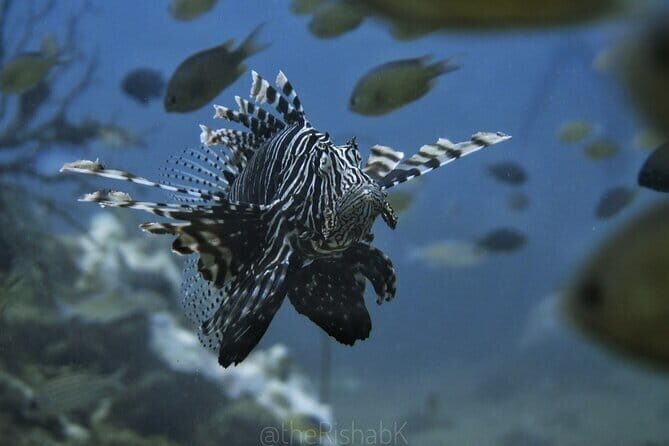 Phuket Scuba Diving Tour with Transportation - Who Will Love This Tour?