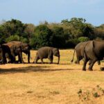 Polonnaruwa Ancient City And Habarana Day Tour From Sigiriya - Who Should Consider This Tour?