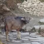Poon Hill Trek - 5 Day / 4 Night (ex Kathmandu) - Daily Departure - What’s Included & What to Consider