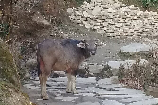 Poon Hill Trek - 5 Day / 4 Night (ex Kathmandu) - Daily Departure - What’s Included & What to Consider