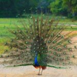 Private 02 Day Leopard Safari in Yala from Bentota - Detailed Breakdown of the Tour