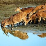 Private 02 Day Leopard Safari in Yala from Colombo - What’s Included & What’s Not