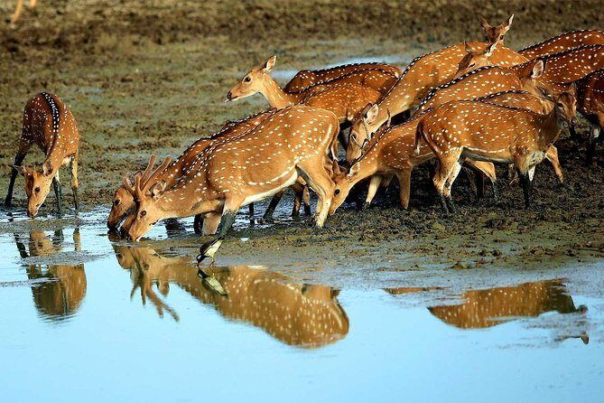 Private 02 Day Leopard Safari in Yala from Colombo - What’s Included & What’s Not