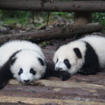 Private 2-Day Chengdu Discovery with Hotel Accommodation - The Sum Up: Is It Worth It?