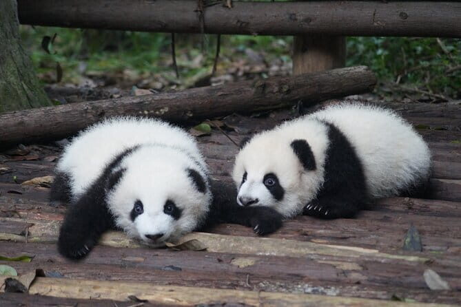 Private 2-Day Chengdu Discovery with Hotel Accommodation - The Sum Up: Is It Worth It?