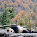 Private 2-day Tour to Wolong Panda Base and Mt. Siguniang - The Itinerary Breakdown: What to Expect