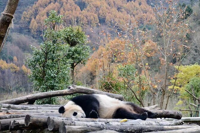 Private 2-day Tour to Wolong Panda Base and Mt. Siguniang - The Itinerary Breakdown: What to Expect