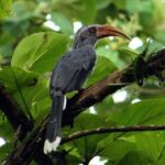 Private 3-Day Dandeli Birding Tour from Hubli - Day 2: Full Day of Birding and Local Insights