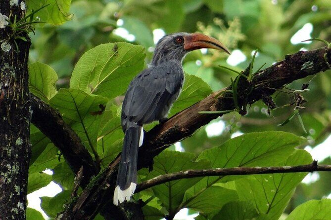 Private 3-Day Dandeli Birding Tour from Hubli - Day 2: Full Day of Birding and Local Insights