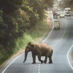 Private 6-Day Sightseeing Tour around Sri Lanka - Costs and How to Judge Value