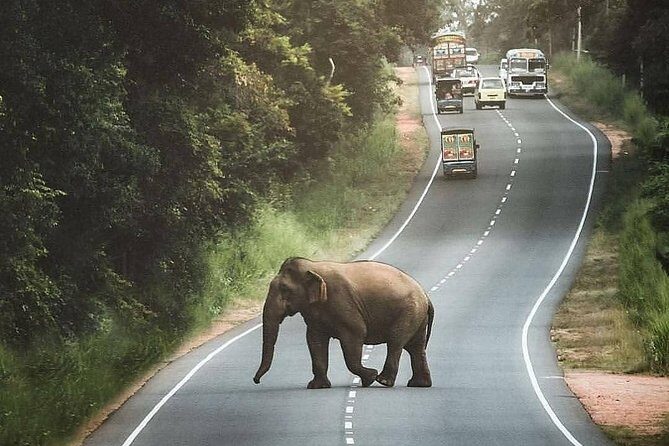 Private 6-Day Sightseeing Tour around Sri Lanka - Costs and How to Judge Value