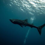 Private Bohol Whaleshark Watching - Why This Tour Offers Great Value