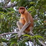 Private Borneo River Cruise and orangutan watching 4D3N - Day 3: More Orangutan Encounters and Village Life