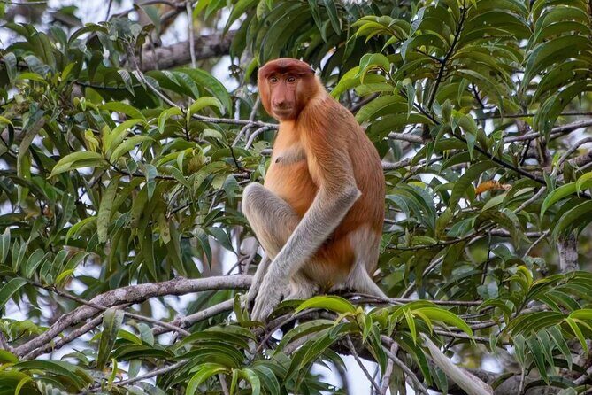 Private Borneo River Cruise and orangutan watching 4D3N - Day 3: More Orangutan Encounters and Village Life