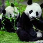 Private Chengdu Day Tour To The Giant Panda Base - Exploring Chengdu with the Private Panda and Cultural Tour