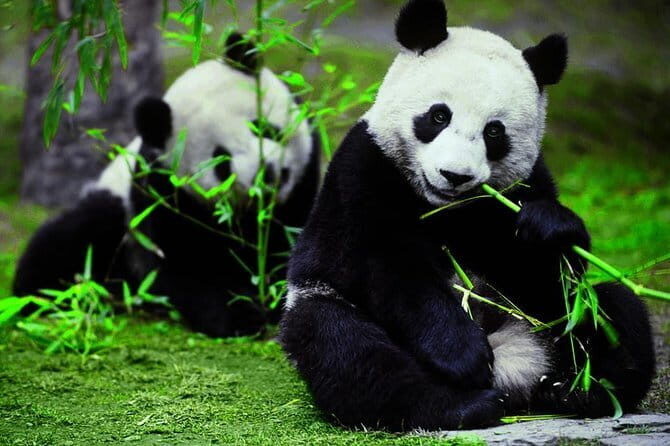 Private Chengdu Day Tour To The Giant Panda Base - Exploring Chengdu with the Private Panda and Cultural Tour