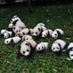 Private Chengdu Highlights Day Trip: Panda Base and City from Chongqing by Train - What This Tour Means for You