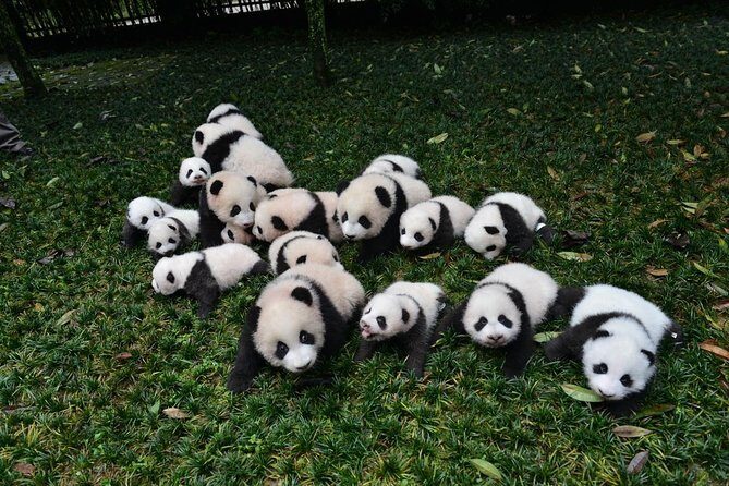 Private Chengdu Highlights Day Trip: Panda Base and City from Chongqing by Train - What This Tour Means for You