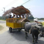 Private Countryside with Buffalo Cart tour - Half Day - Who Should Consider This Tour?