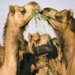 Private Custom Tour: Bikaner Sightseeing with Guide - The Practical Side: Transport, Guide, and Comfort
