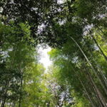 Private Customized Walking in Tour Kyoto - What’s Included and Whats Not