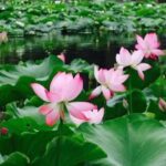 Private Day Tour in Kunming: Flower and Birds Market, Dianchi, Green Lake etc. - Practical Details and What They Mean for You