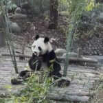 Private Day Tour of Chengdu City Overivew - What Travelers Say