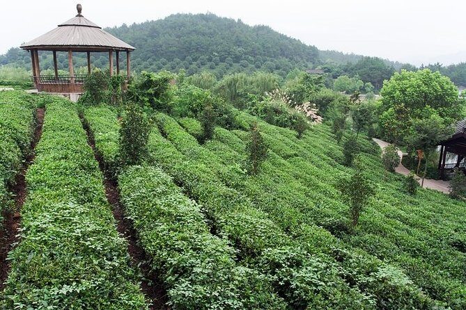 Private day tour of Hangzhou - Longjing Tea Plantation: A Taste of Hangzhou’s Green Gold