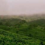 Private Day Tour of Munnar from Kochi in Air-Conditioned Vehicle - Final Thoughts