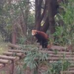 Private Day Tour to Chengdu Panda Base by Round-way Flight from Beijing - The Value of This Tour