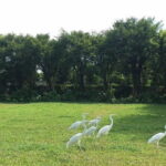 Private Day Tour to Chimelong Paradise and Birds Park from Guangzhou - The Sum Up