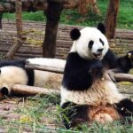 Private Day Tour to Dujiangyan Panda Base & Dam from Chengdu - Discovering the Dujiangyan Panda Base