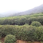 Private Day Tour to Hangzhou from Shanghai: Xihu Lake, Lingyin Temple, and More - Practical Details That Matter