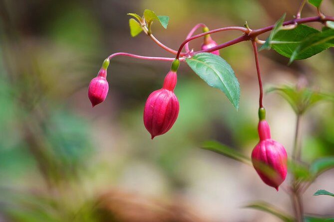 Private Day Tour to South China Botanical Garden from Guangzhou - Practical Details and Tips